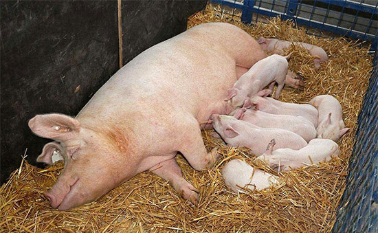 母豬為什麼容易癱瘓？如何避免母豬發生癱瘓？