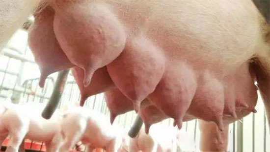 胎衣不下可能會損害母豬的繁殖性能