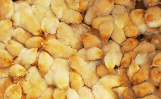 怎樣正确運輸雛雞