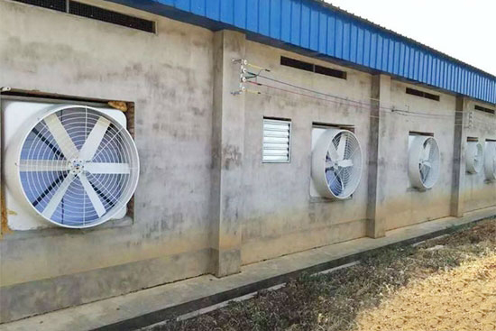 夏季給産房母豬降溫的十二種方法