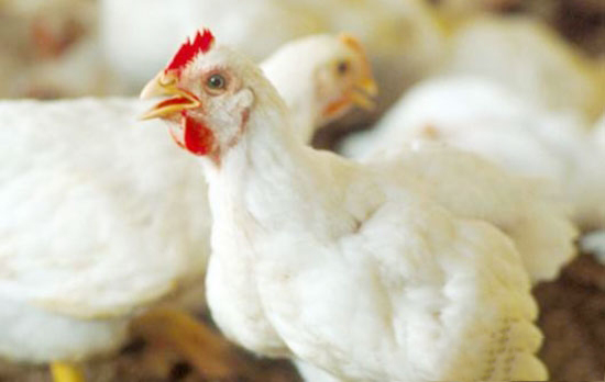 不合理的家禽用藥方法