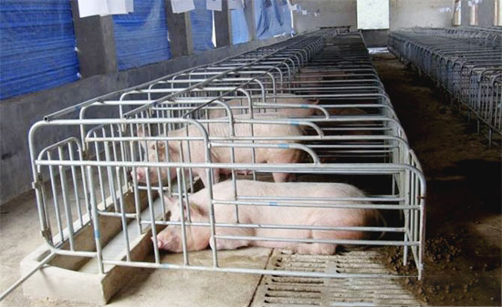 豬的體質為什麼會下降