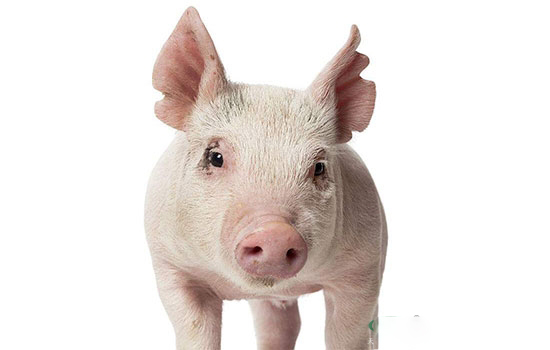 生豬價格持續下跌主要原因是什麼？