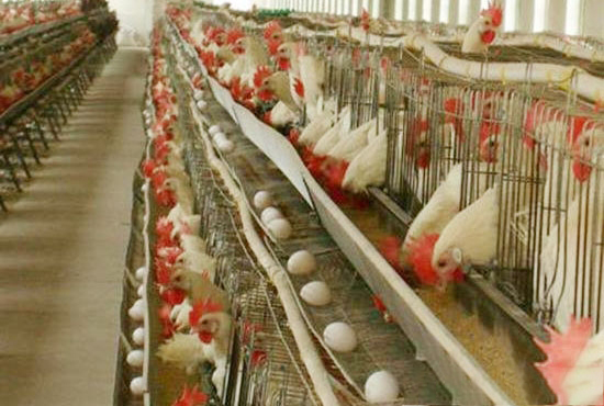 蛋雞卵黃性腹膜炎的症狀及原因分析