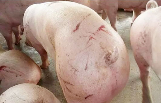 豬咬尾咬耳症的綜合防控