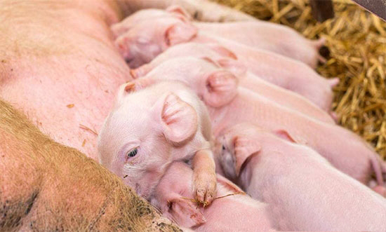 專業育肥戶、自繁自養豬場和養豬企業有什麼不同？