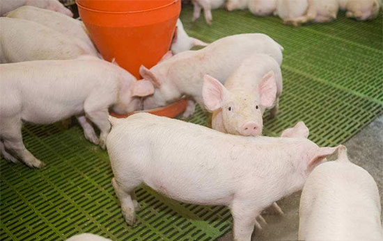 想要豬長得壯長得快必須做好仔豬飼養管理