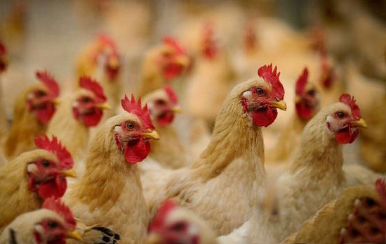 怎麼樣在養殖中降低生産成本?