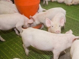 想要豬長得壯長得快 必須做好仔豬飼養管理