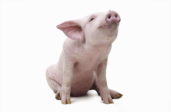 東北地區開漲現在或是18年二次育肥、專業育肥的新風口？