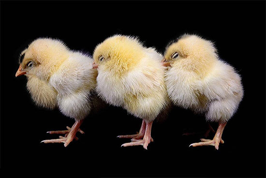 雞“低溫病”的防治