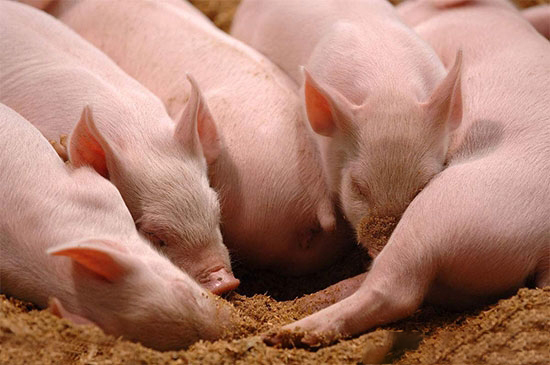 豬軟骨病綜合防治