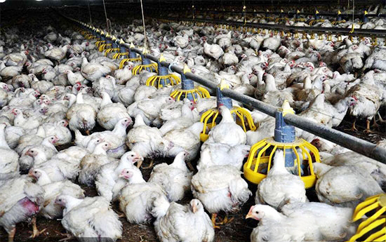 雞群養殖平常多注意的幾個方面