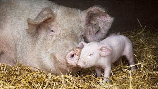 養豬場7種急救措施,值得養豬戶收藏!