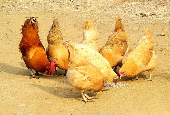 雞場墊沙的好處和選沙的注意事項