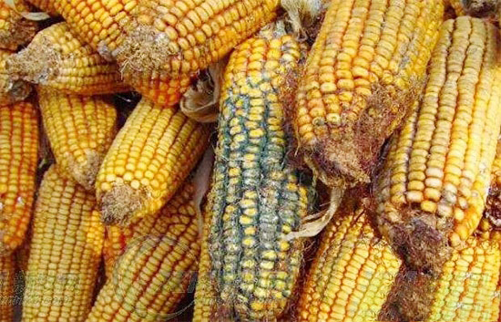 豬黴菌毒素中毒的綜合防控