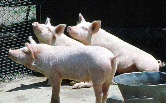 東北豬價全線快速飙升,生豬養殖效益水平略有改善