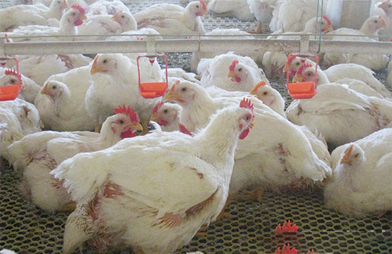 春夏季調整肉雞飼養管理重點