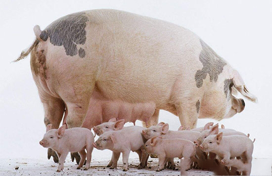 養豬場增加母豬奶水的關鍵技術