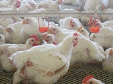 春夏季調整肉雞飼養管理重點