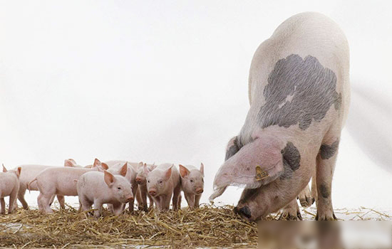 如何提高仔豬斷奶窩重？