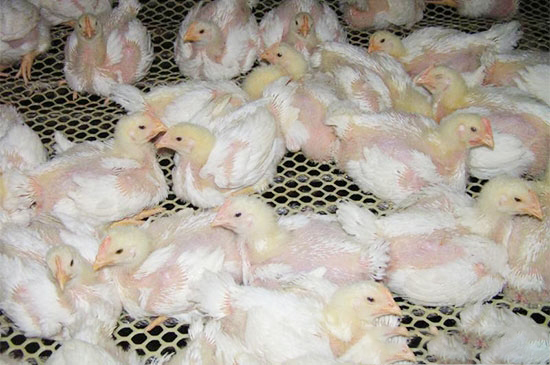 夏季如何做好肉雞生産管理