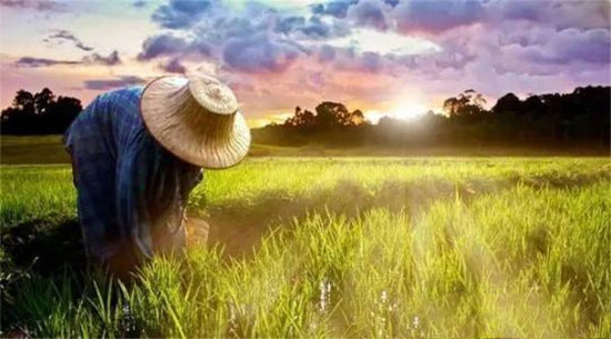 修訂版農民專業合作社法于7月1日實施,未來合作社怎麼賺錢?