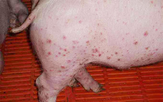 天氣炎熱皮膚出現疙瘩、紅點的豬越來越多