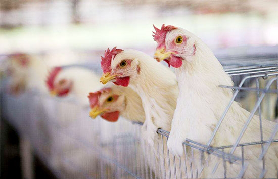 養雞生産中的小技巧
