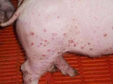 天氣炎熱皮膚出現疙瘩、紅點的豬越來越多