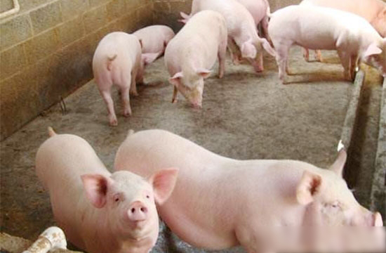 本次上漲是短暫性的上漲，還是恢複性的反彈？