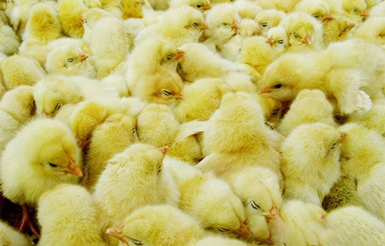 如何提高出雛均勻度