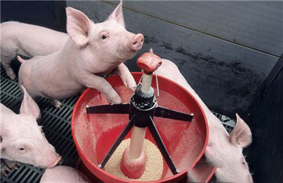 近期東北豬價高于南方 供應不足的斷檔期真的來了嗎？