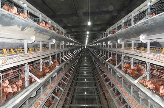 降低籠養雞破蛋率的對策