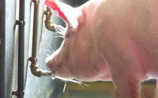 夏季豬隻發生日射病與熱射病怎麼辦?