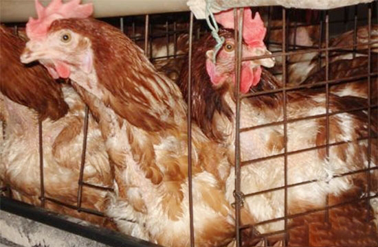 蛋雞強制換羽的基本過程