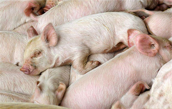 如何輕松挑選出優質的小仔豬