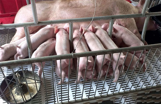 賭行情行為不可取，老手需謹慎，新手别冒險