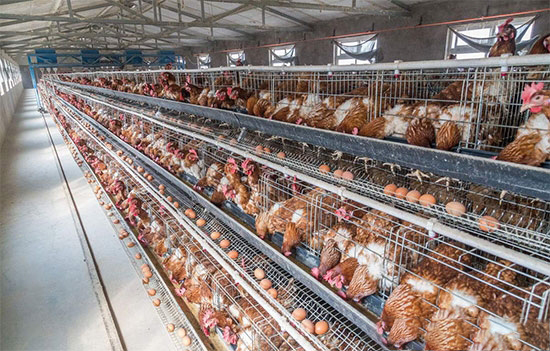 産蛋後期飼養管理要點