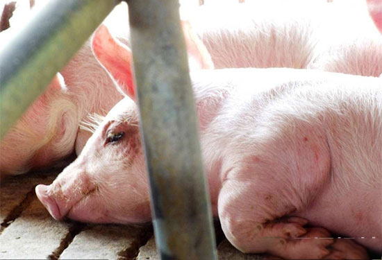 養豬場抗生素如何選擇性價比最高?