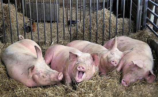 真正風險不在今年 下半年在這些地方養豬或将迎來“春天”