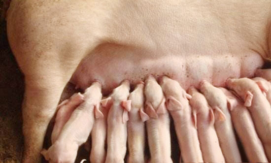 母豬産後巡查技術