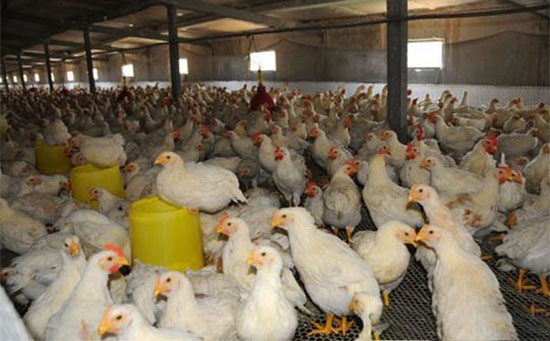 肉雞光照控制及暗光飼養技術