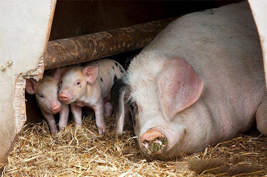 夏季豬價有望保持偏強格局 為下半年市場風險提前做好風控準備