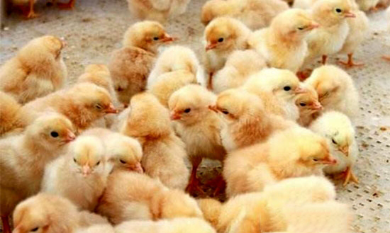 散養雛雞開食方法