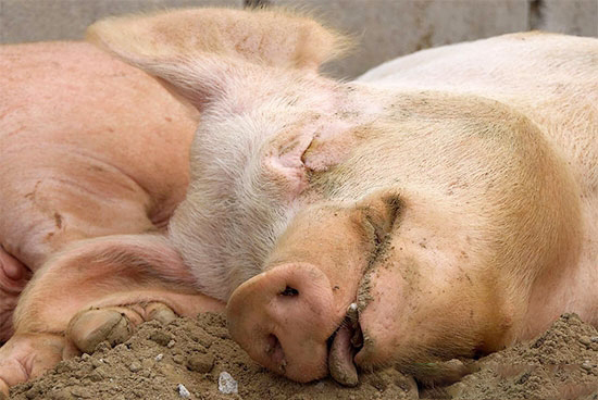 夏季母豬熱應激危害大