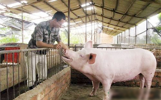 什麼樣的人合适養豬？暴富心理不可有