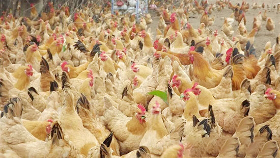 散養模式下的雞群管理技術