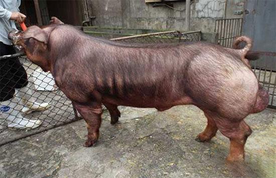 提高種公豬配種能力的辦法