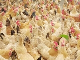 散養模式下的雞群管理技術
